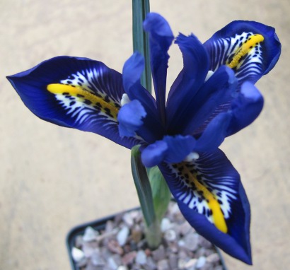 Iris reticulata 'Rhapsody' 